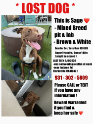 Lost Female Dog last seen jackson rd , Clarksville, TN 37042