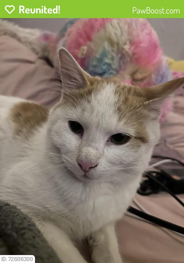Reunited Male Cat last seen by 1st and Sheridan, Denver, CO 80219