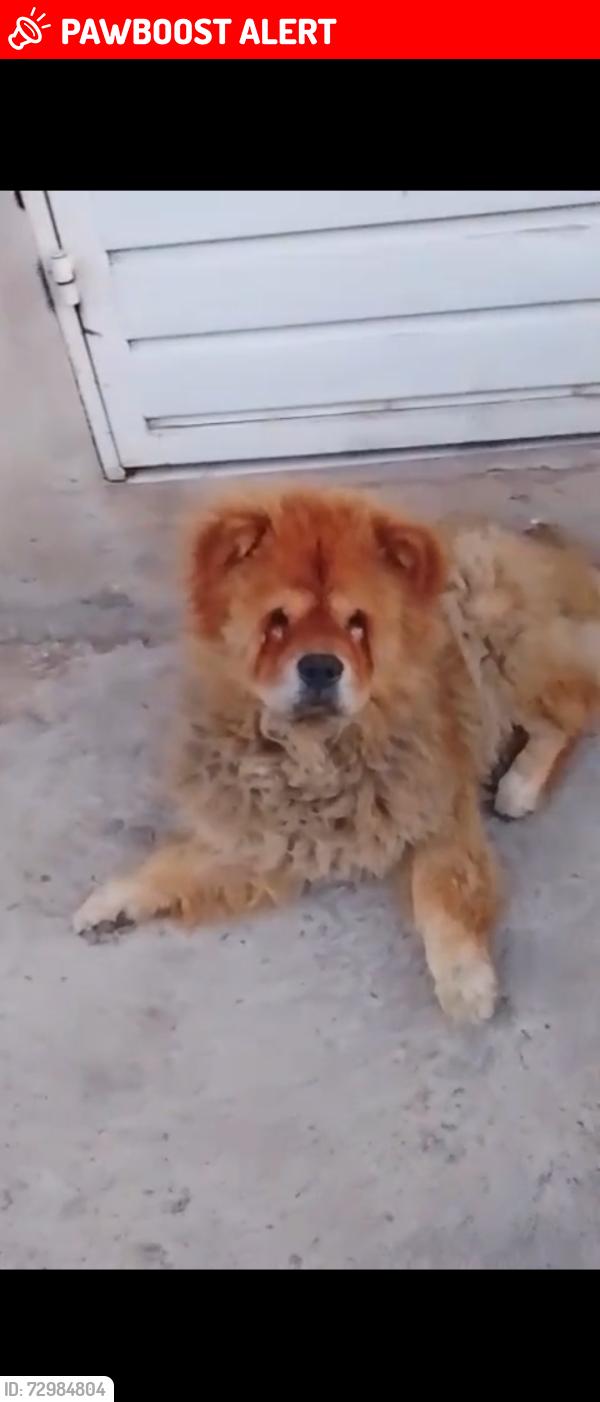 Lost Male Dog last seen Imadiacoes Jardim Iva, Vila Sapopemba, SP 03923-150