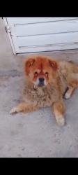 Lost Male Dog last seen Imadiacoes Jardim Iva, Vila Sapopemba, SP 03923-150