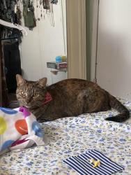 Reunited Female Cat last seen Baldwin can’t cedar ln, El Monte, CA 91731