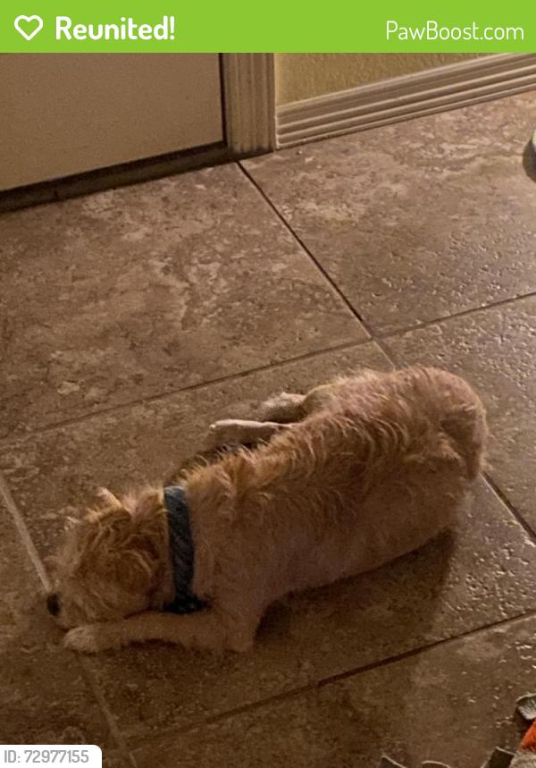 Reunited Male Dog last seen Cattle Dr , Fort Worth, TX 76179