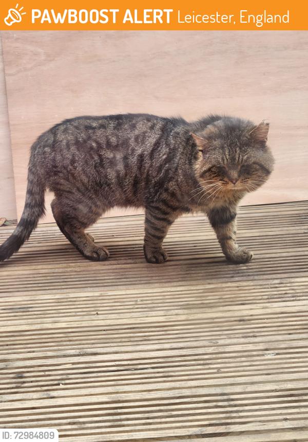 Found/Stray Unknown Cat last seen Leicester, Thurnby lodge, Leicester, England 