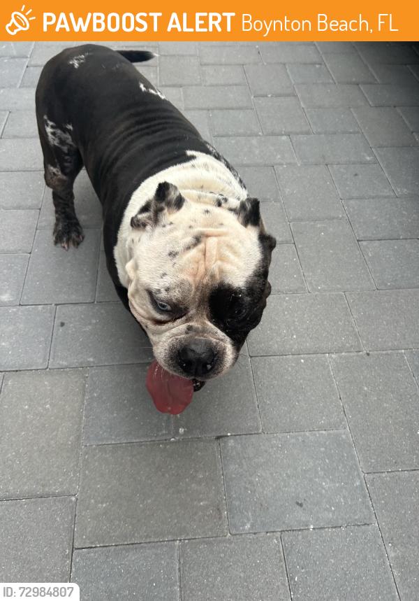 Found/Stray Male Dog last seen Old boynton, Boynton Beach, FL 33426
