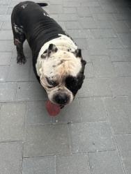 Found/Stray Male Dog last seen Old boynton, Boynton Beach, FL 33426