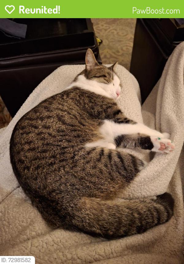 Reunited Male Cat last seen In a yard between Bedford and Marlborough Rds, Bloomfield Township, MI 48302
