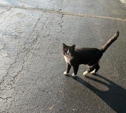 Lost Male Cat last seen Smithfield’s Chicken & BBQ, New Bern, NC 28562