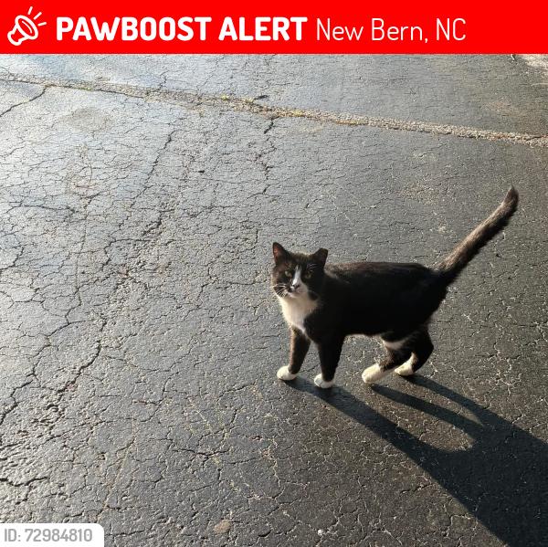 Lost Male Cat last seen Smithfield’s Chicken & BBQ, New Bern, NC 28562