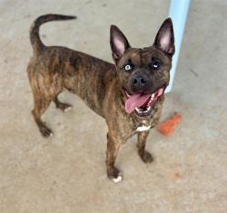 Shelter Stray Male Dog last seen CHARLOTTE, 8315 Byrum Dr, Charlotte, NC 28217, USA