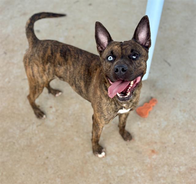Shelter Stray Male Dog last seen CHARLOTTE, 8315 Byrum Dr, Charlotte, NC 28217, USA