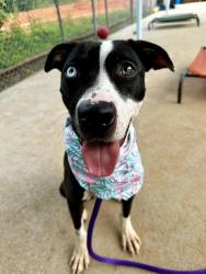 Shelter Stray Female Dog last seen CHARLOTTE, 8315 Byrum Dr, Charlotte, NC 28217, USA