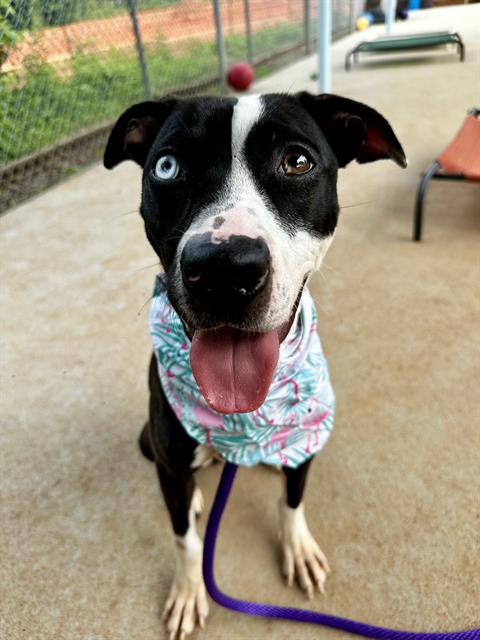 Shelter Stray Female Dog last seen CHARLOTTE, 8315 Byrum Dr, Charlotte, NC 28217, USA