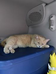 Lost Male Cat last seen At the rest area on i70 west, Wright City, MO 63390