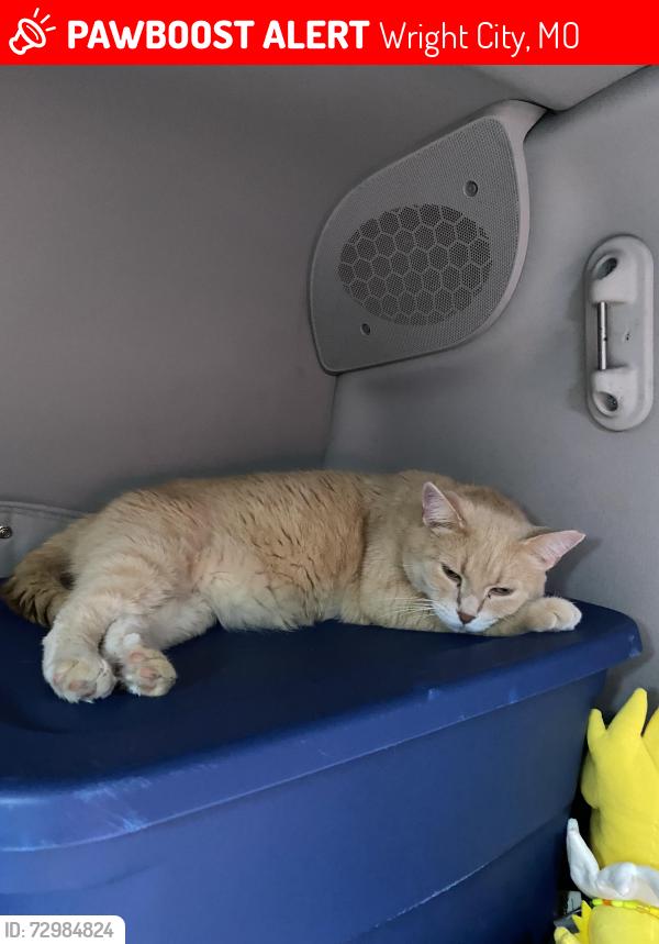 Lost Male Cat last seen At the rest area on i70 west, Wright City, MO 63390