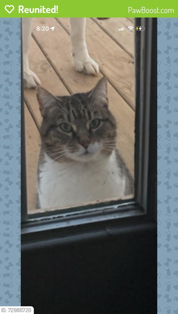 Reunited Female Cat last seen Creek ridge, Greensboro, NC 27407