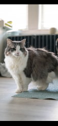 Lost Female Cat last seen Roseway street Jamaica plain, Boston, MA 02130
