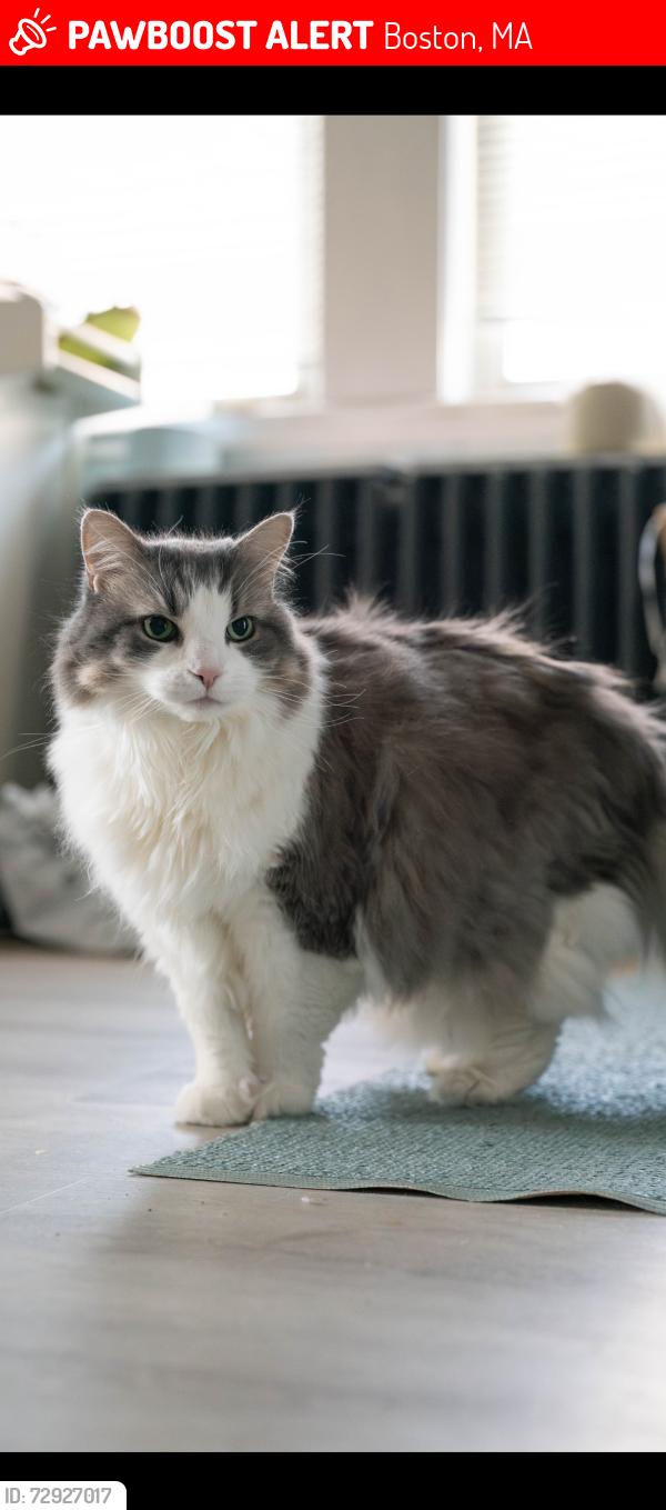 Lost Female Cat last seen Roseway street Jamaica plain, Boston, MA 02130