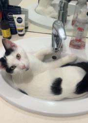 Reunited Male Cat last seen Near Tyntynder , Carrum Downs, VIC 3201