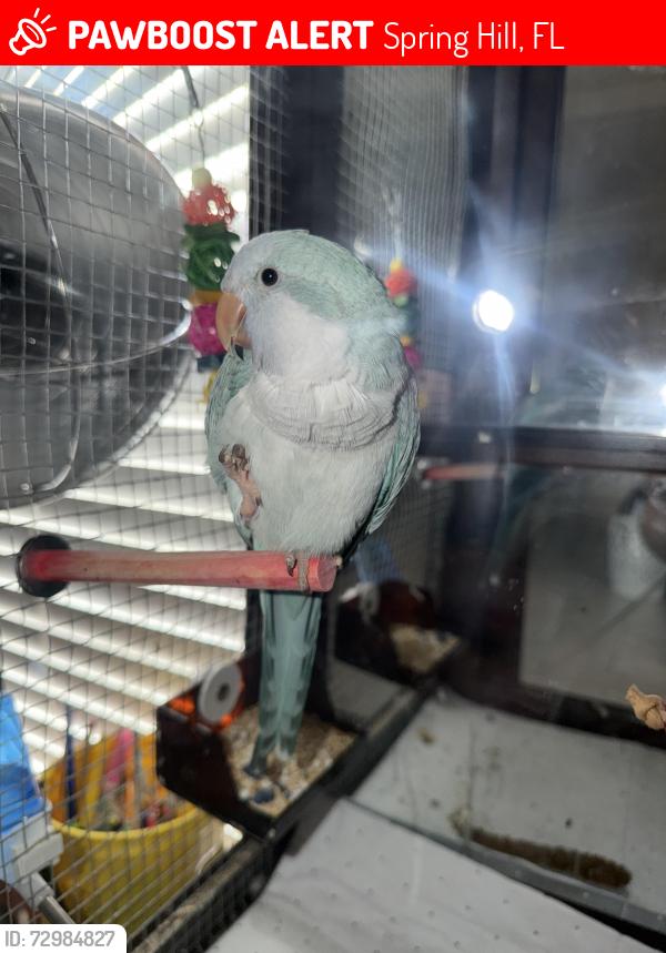Lost Male Bird last seen Near Bedford and Hoover or orchard Drive, Spring Hill, FL 34608