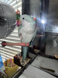 Lost Male Bird last seen Near Bedford and Hoover or orchard Drive, Spring Hill, FL 34608