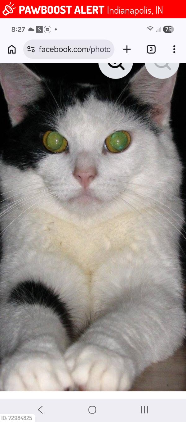 Lost Male Cat last seen Christian park area, Indianapolis, IN 46201