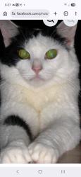 Lost Male Cat last seen Christian park area, Indianapolis, IN 46201