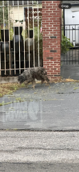 Found/Stray Unknown Dog last seen Little Josie’s, Powell, TN 37849