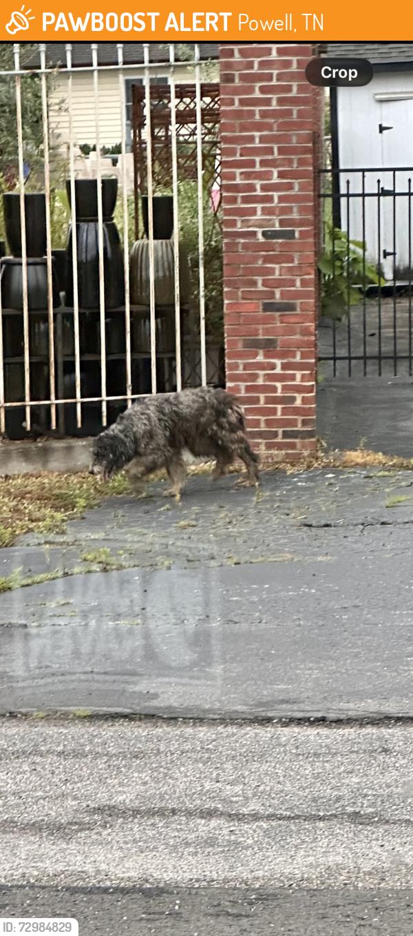 Found/Stray Unknown Dog last seen Little Josie’s, Powell, TN 37849
