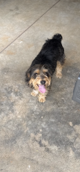 Found/Stray Male Dog last seen Main Street and Arlington Avenue, Greer, SC 29650