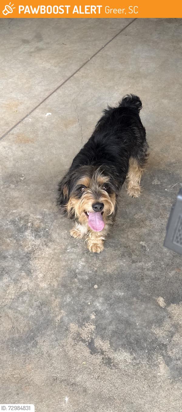 Found/Stray Male Dog last seen Main Street and Arlington Avenue, Greer, SC 29650