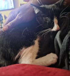 Reunited Female Cat last seen On alcantarra blvd, Port St. Lucie, FL 34953