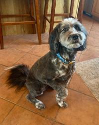 Reunited Female Dog last seen Avenida del Oro & de la Vista Court, Pueblo West, CO 81007