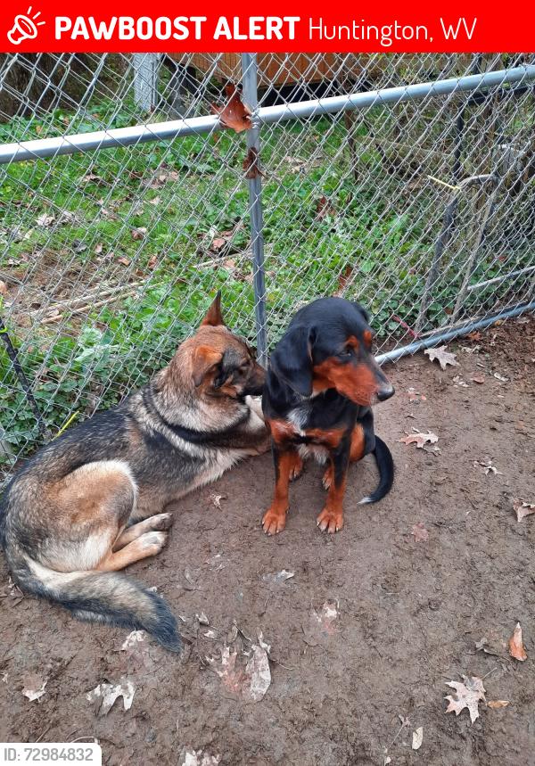 Lost Female Dog last seen Heritage Farm, Mount West College, Huntington, WV 25701