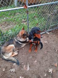 Lost Female Dog last seen Heritage Farm, Mount West College, Huntington, WV 25701