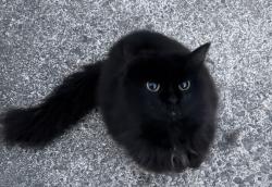 Found/Stray Female Cat last seen Stratford and Atwood, Winston-Salem, NC 27103