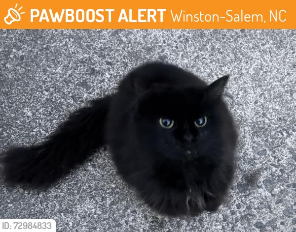 Found/Stray Female Cat last seen Stratford and Atwood, Winston-Salem, NC 27103