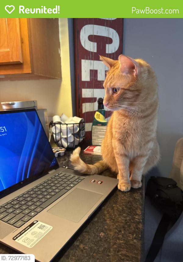 Reunited Male Cat last seen Mannheim amd Belmont , Franklin Park, IL 60131