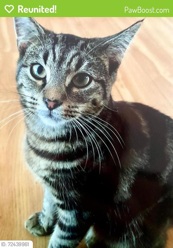 Reunited Female Cat last seen Thurnby, , England LE5