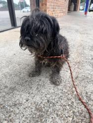 Found/Stray Male Dog last seen Military and Lawnview , Dallas, TX 75227