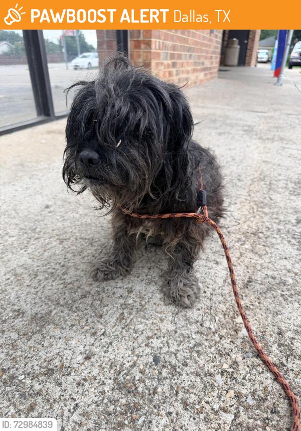 Found/Stray Male Dog last seen Military and Lawnview , Dallas, TX 75227