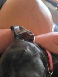 Lost Female Dog last seen Thirty 408 south woodward avenue.Oklahoma city 73119, Oklahoma City, OK 73102