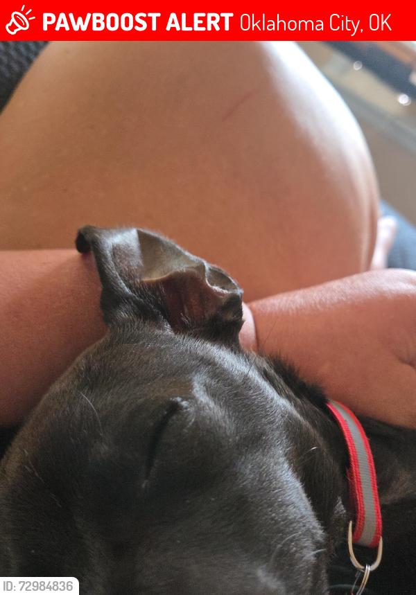 Lost Female Dog last seen Thirty 408 south woodward avenue.Oklahoma city 73119, Oklahoma City, OK 73102