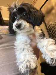Found/Stray Female Dog last seen Willingboro NJ, Willingboro, NJ 08046