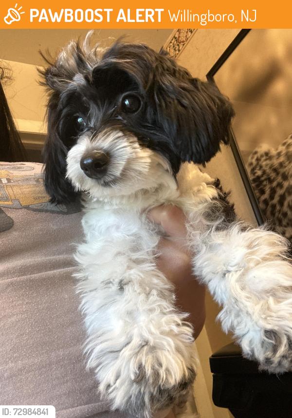Found/Stray Female Dog last seen Willingboro NJ, Willingboro, NJ 08046