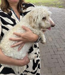 Reunited Male Dog last seen Welch and Harvest Hill, Dallas, TX 75244