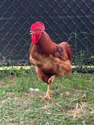 Shelter Stray Male Bird last seen Near Andover Road, LINTHICUM HEIGHTS, MD, 21090, Millersville, MD 21054