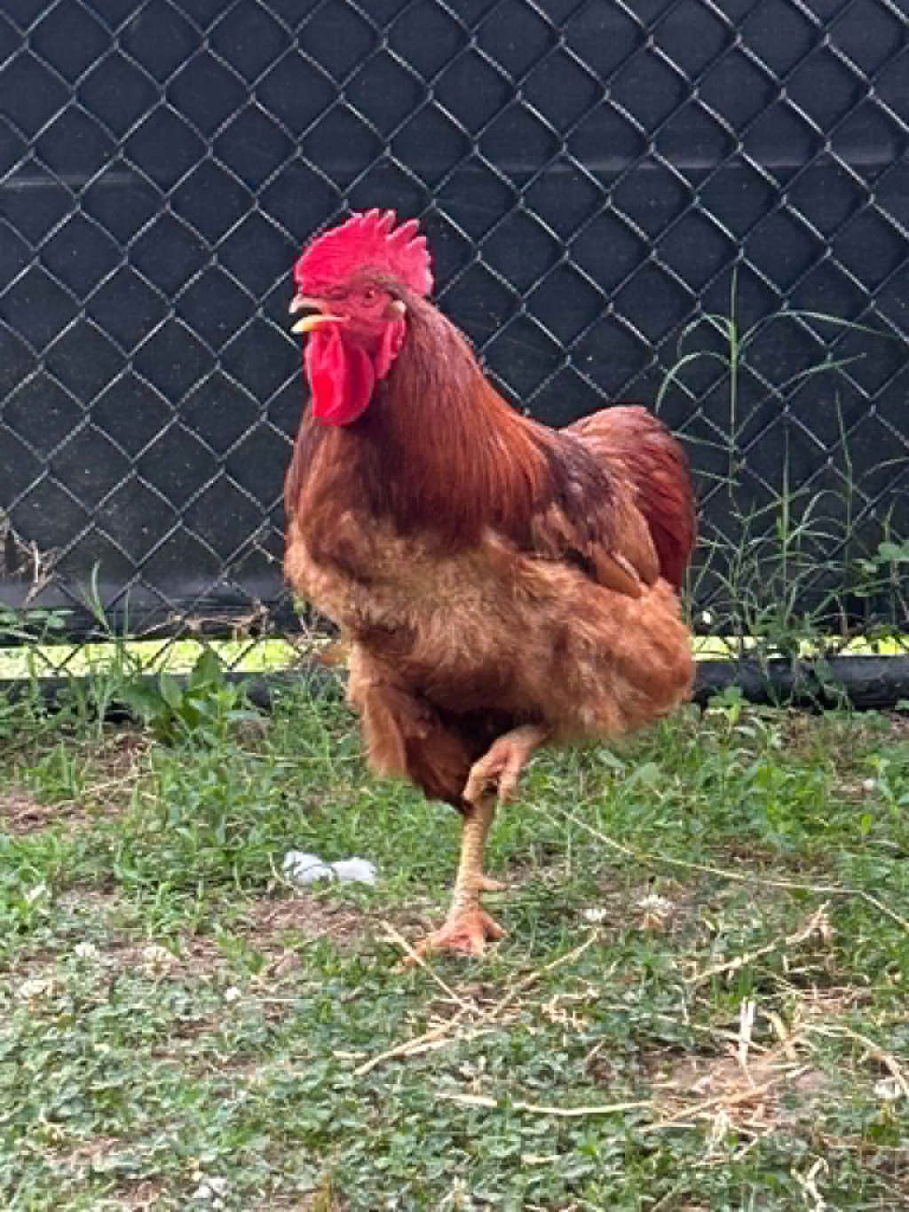 Shelter Stray Male Bird last seen Near Andover Road, LINTHICUM HEIGHTS, MD, 21090, Millersville, MD 21054