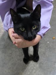 Found/Stray Female Cat last seen Oak Meadow Dr and Robin Ln Pataskala , Pataskala, OH 43062