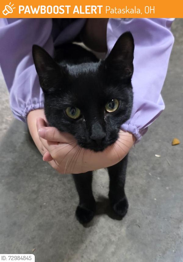 Found/Stray Female Cat last seen Oak Meadow Dr and Robin Ln Pataskala , Pataskala, OH 43062