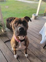 Reunited Female Dog last seen Hwy 66 and Starr Drive, Horry County, SC 29526